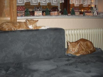 2 Stubentiger nur als Pärchen abzugeben