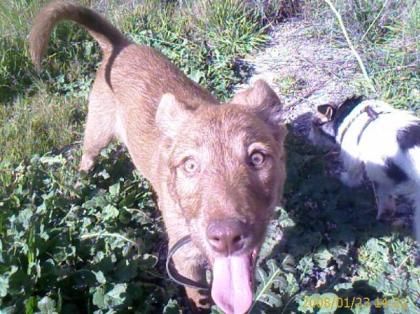 Notfall   Podenco Mix sucht dringenst ein neues Zuhause