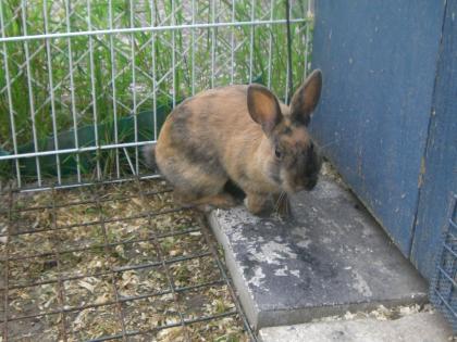 KANINCHEN SUCHT NEUES ZUHAUSE!