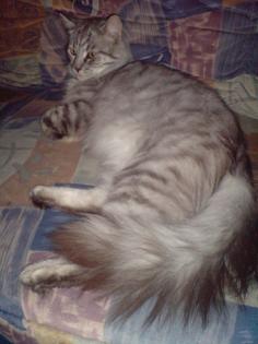 Hallo ich bin Leon und suche nette Katzendamen