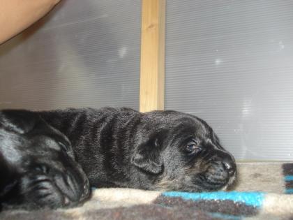 Labrador-mix