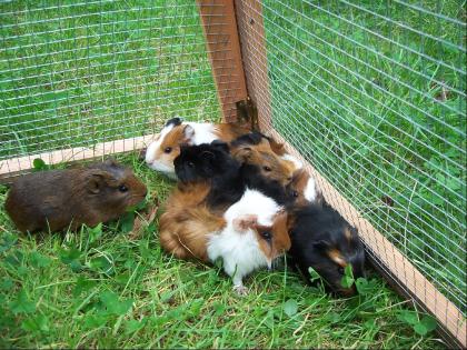 Schöne Meerschweinchen Babies
