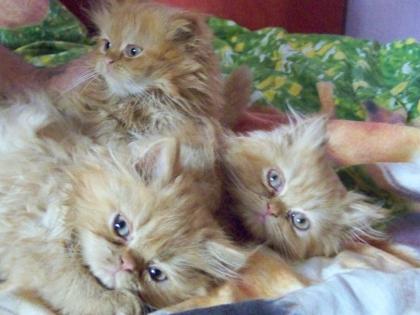 Super süsse Katzenbabys!