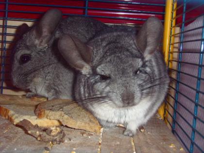 2 Superliebe Chinchilla Böckchen abzugeben