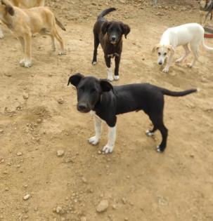 Fritz sucht ein passendes Zuhause