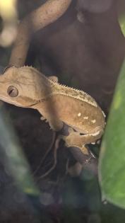 Verkaufe Kronengecko (Correlophus ciliatus)