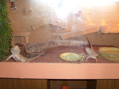 Verkaufe mein 2 süßen Bartagame