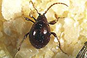 Schaedlingsbekaempfung  tips vom kammerjaeger auch fuer biologische   bekaempfun