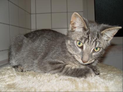 Kleiner süßer Kater sucht zu Hause (Flensburg u. Umgebung)