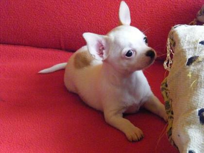 Chihuahua Welpen mit FCI Papieren
