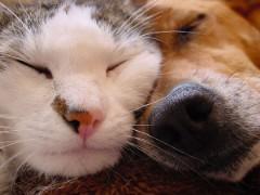 Ist ihr Hund zu dick  Ist ihre Katze zu langsam