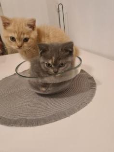 Bkh Kitten  noch 2 zu haben 
