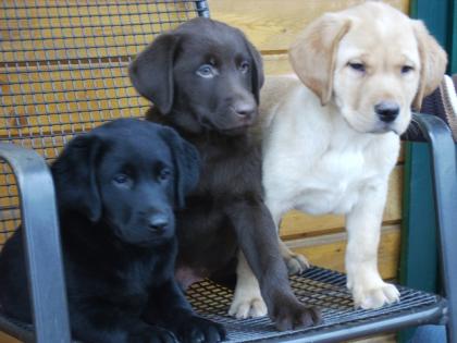 Labrador Welpen 8 Wochen