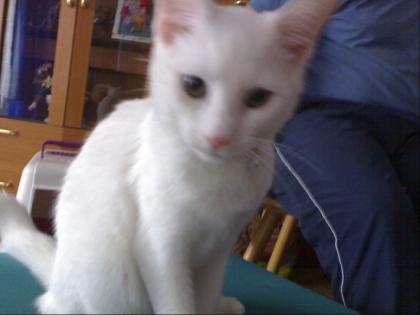Verschenke  katze