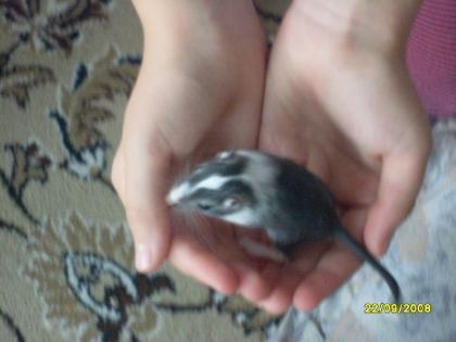 Rennmausbabys