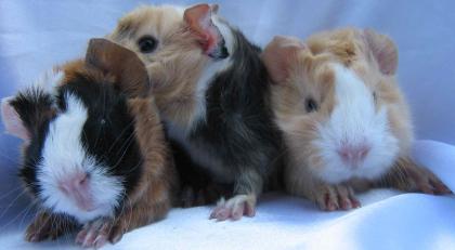 Meerschweinchen suchen nette Gurkenschnippler