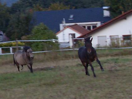 Mehrere Pferde und Ponys suchen ein liebevolles zuhause