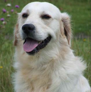 Golden Retriever Welpen und Junghunde abzugeben