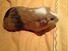 Meerschwein mutter und sohn