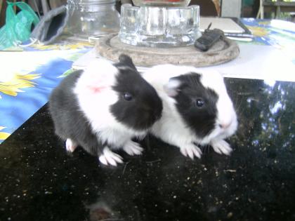 Junge sheltie böcke suchen bald neues zuhause