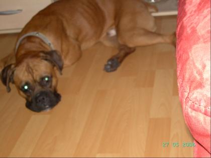  schweren herzen D.Boxer(rocky) ..1,5 j.abzugeben geschipt und geimpft(alles auf
