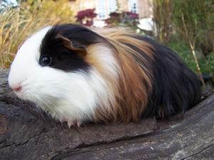 Rassemeerschweinchen aus gepflegter Hobbyzucht