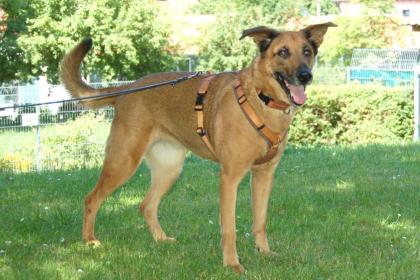 AMY-MA - Mali-Schäferhund-Mix - 7 Jahre - Tierhilfe-Franken e.V.