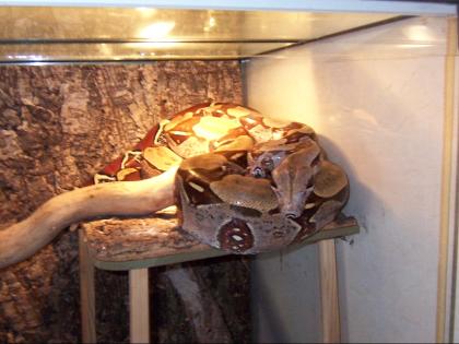 Pärchen Boa constrictor constrictor (Guyana)