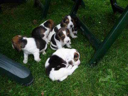 Beagle Welpen suchen neues Zuhause!!!!!