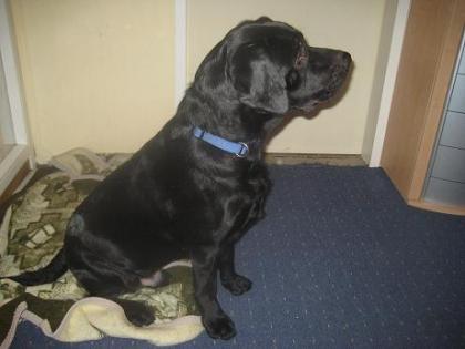 BIETE LABRADOR DECKRÜDEN ( nicht zu verkaufen )