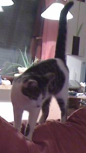 Katze entlaufen in Bremen-Blumenthal/Rönnebeck