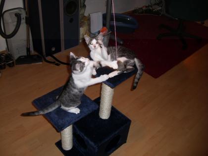 Katzenbabys zu verkaufen