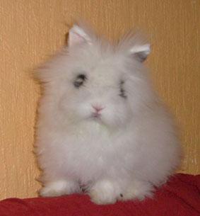 Teddy Löwenkopf Zwerg Babys sehr zutraulich