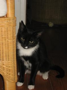 Samira sucht neues,liebevolles zu hause