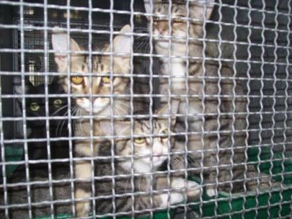 4 Kitten seit 4 Monaten im Käfig in der Tötung  Suchen Zuhause