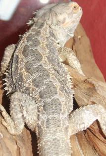 Bartagame abzugeben adult, handzahm