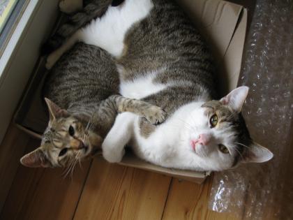 Wir, Felix und Filou, suchen liebevolles neues zu Hause!
