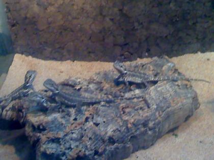 Kleine Bartagamen zu verkaufen