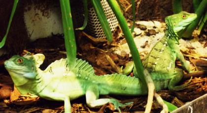 !!!!!!!!!!!! STIRNLAPPENBASILISK !!!!!!!!!!!!!!!