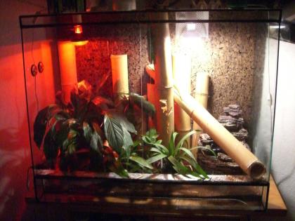 Terrarium komplett eingerichtet + 2 Taggeckos grandis