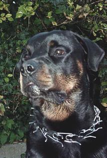Schöner Rottweiler Rüde zum decken. Kein Verkauf
