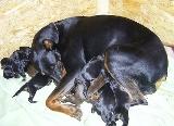 Dobermannwelpen