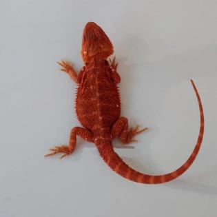 Suche schöne rote und weiße Bartagamen Farbagamen wie Cawley Red P. Vitticeps, Z