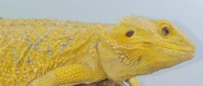 Suche intensiv gelbe Farb-Bartagamen z:B. Citrus, Citrus Hypo Leatherback, etc.