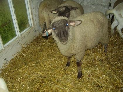 10 Monate alte Schafbock Lämmer Fleischschafe zuverkaufen