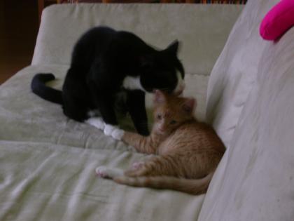 Zwei liebenswerte (Haus-)Kater suchen ein neues Zuhause...