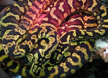 Teppichpythons (schwarz/gelbe Form). 
