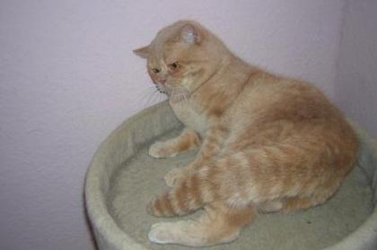 Schöner BKH Kater creme 13 Monate kastriert mit Papieren