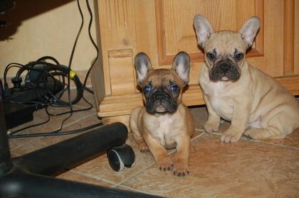Französische Bulldogg red-fawn
