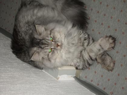 Einsamer junger Kater sucht zu Hause!